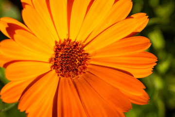 Calendula officinalis macro