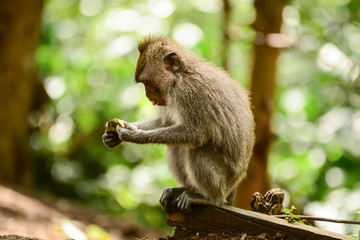 Tiny monkey eating at forest, Bali