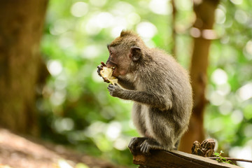 Tiny monkey eating at forest, Bali