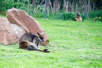 Naklejka premium Wallaby Sitting by a Rock
