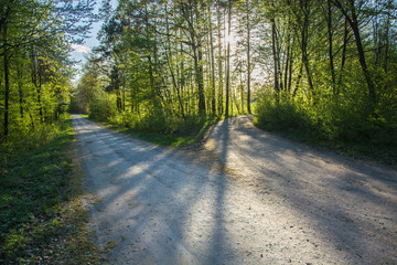 Forked road and green trees and sun light