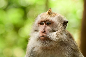 Macaque portrait at monkey forest, Bali