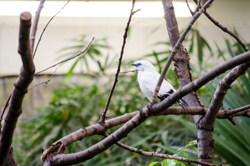 Endangered Bali Starling Bird