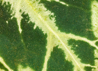 Leaf on an ornamental home plant