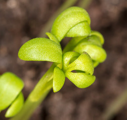 A small plant grows from the ground