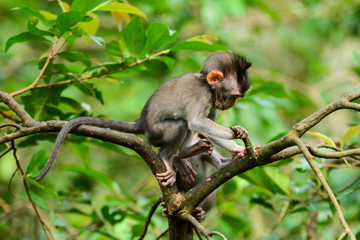 Tiny little monkey at forest, Bali