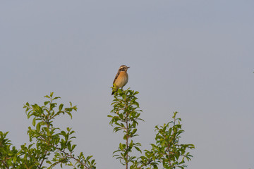 Small Bird Sitting Branch Blurred Background.Bird on a branch