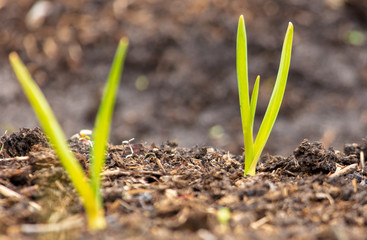Garlic grows from the ground in spring