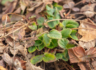 Strawberry leaves in early spring