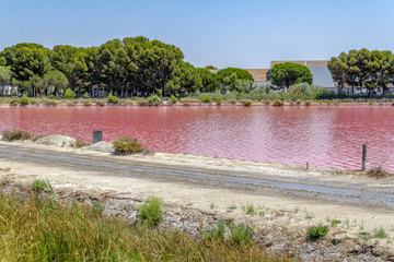 Saline in the Camargue