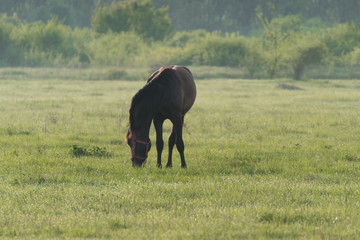 Young horses eating grass in field.Horse on a meadow