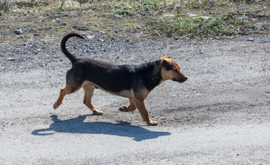 The dog runs along the asphalt road