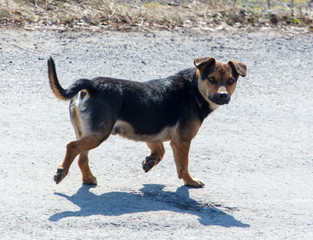 The dog runs along the asphalt road