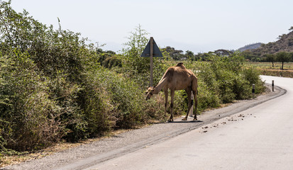 Naklejka premium Camels on the road to Gheralta in Tigray, Northern Ethiopia.