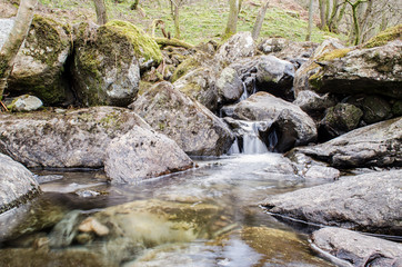 Naklejka na ściany i meble Water Flowing Stream in a Forest