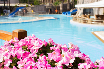 Fototapeta na wymiar Bright summer flowers against a blue open pool