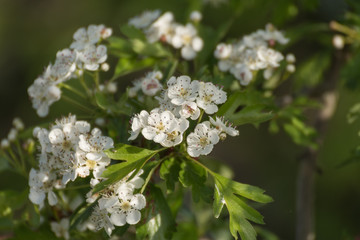 Blooming cherry tree in spring