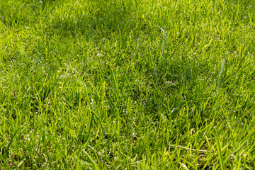 green lawn for background