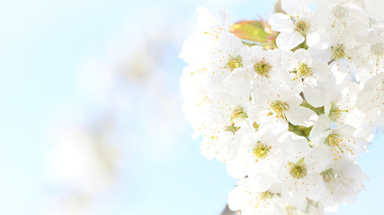 Kirschbaumblüte (04/2019)