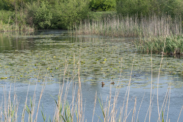 Pond with water lilies in the park.Lilies in pond