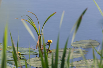 Pond with water lilies in the park.Lilies in pond