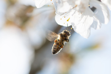 Biene im Flug von unten (04/2019)
