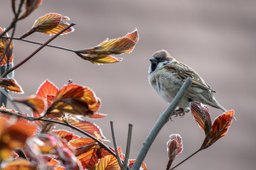 Spatz im Baum (04/2019)