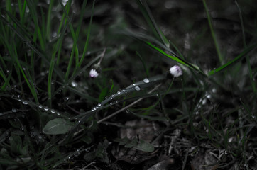 water drops