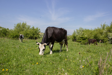 cow eats grass in sunny weather,grazing cattle on the grass in the spring in good sunny weather