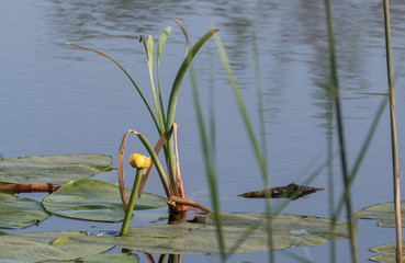Leaves Water Lily Swim Pond Water Lilies