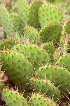 Yellow Prickly Pear Cactus