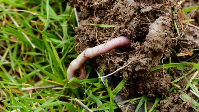 natural earth and worm, earth and worm, natural hefty worm, worm and worm manure, It is important for earth worms,