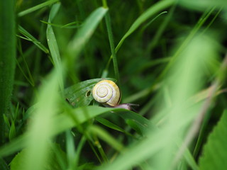 Schnecke kriechend auf gr&uuml;nem Gras. Weinbergschnecke im Garten.