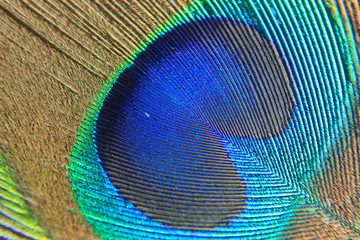 A peacock feather background