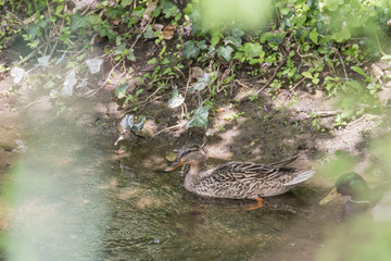 Close View Duckling Swimming Pond.Duck in the pond