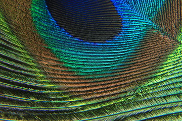 A peacock feather background