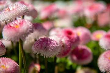Bellis perennis L.