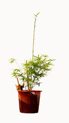 Bamboo tree in a basket, white background
