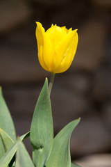 beautiful bud of yellow tulip