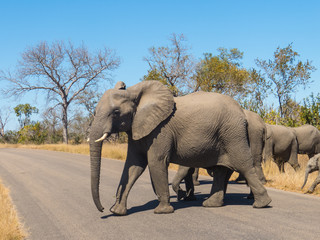 Naklejka na ściany i meble Leader First - Elephant herd crossing road in Kruger National Park