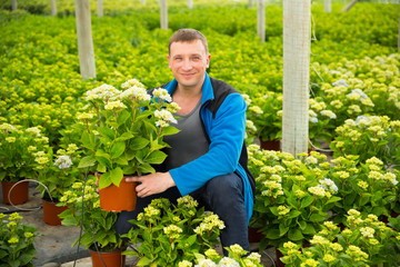 Positive man florist looking for plant of  hortensia in pots while gardening