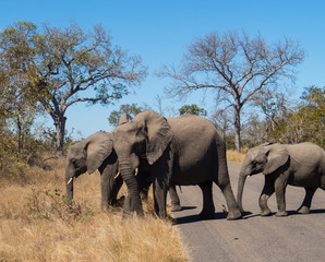 Fototapeta na wymiar Elephants crossing road in Kruger National Park