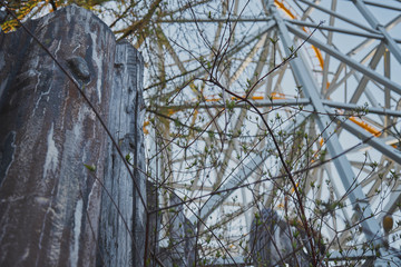 branches of a tree