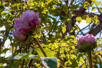 Paeonia officinalis L.