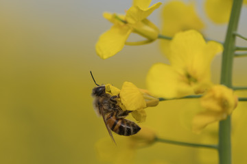 Bee flying over colorful flower field