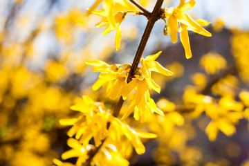 Branch of flowering Forsythia closeup