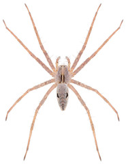 The nursery web spider Pisaura novicia isolated on white background. Dorsal view of Pisaura spider.