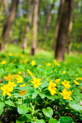 Anemone ranunculoides (yellow anemone, yellow wood anemone or buttercup anemone) growing in spring forest