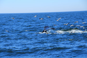 Fototapeta premium Walfisch