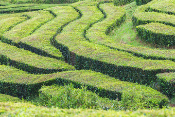 Tea plantations, unique in Europe, Portugal, Sao Miguel island, Portugl
